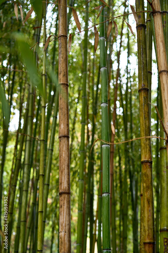 Green bamboo grove in a park in Japan.