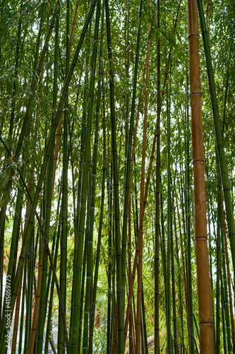 Green bamboo forest in Japan.