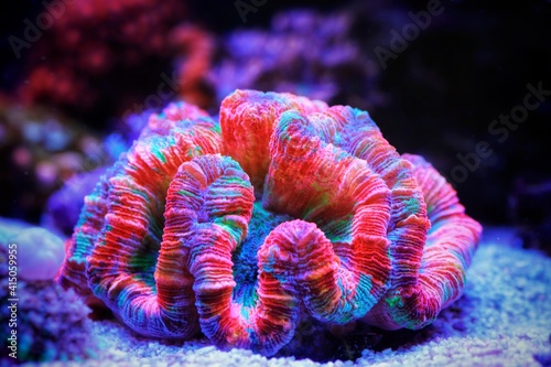Rainbow coloration open brain LPS coral - Wellsophyllia radiata photo