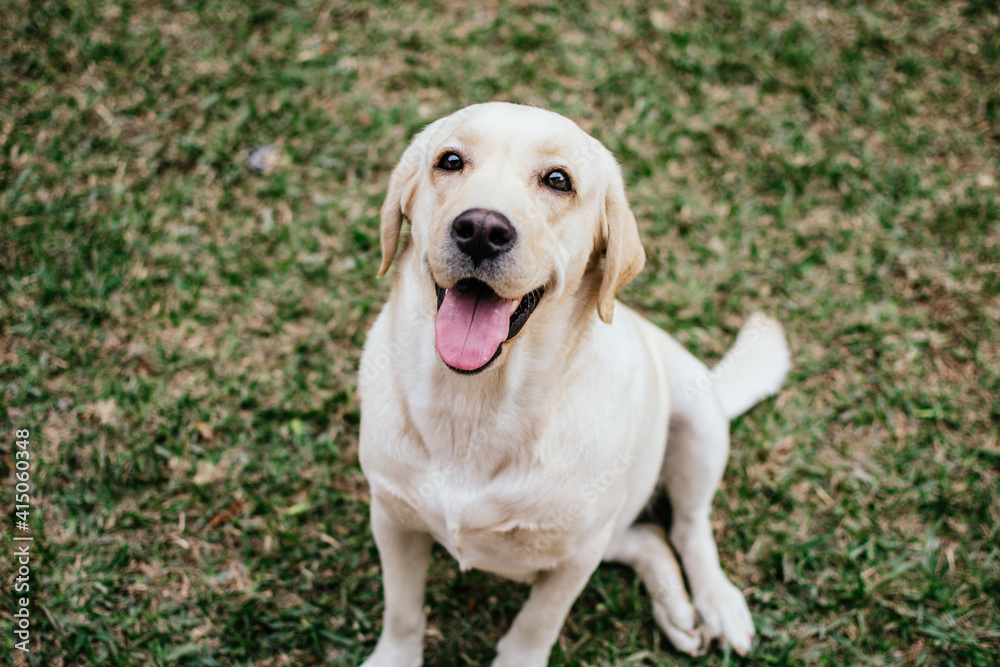 A yellow smiling labrador in the patio