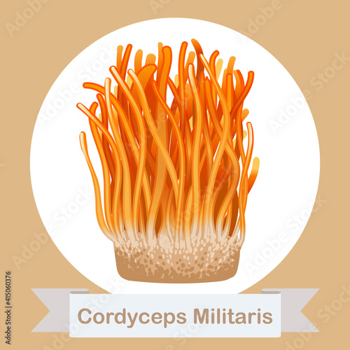 Cordyceps Militaris. Traditional chinese herbs, Is a mushroom that using for medicine and food famous in Asian. vector illustration