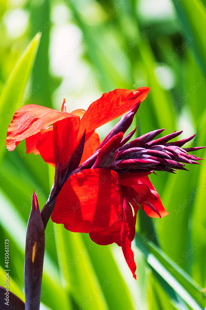 Obraz premium Canna Lily