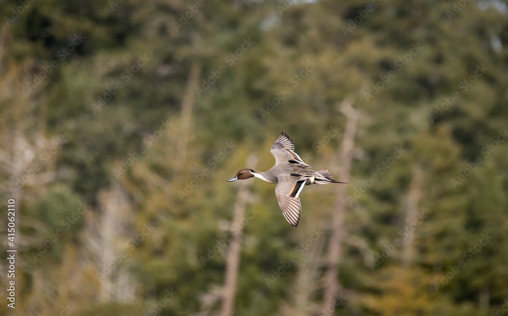 A male northern pintail duck A male northern pintail duck