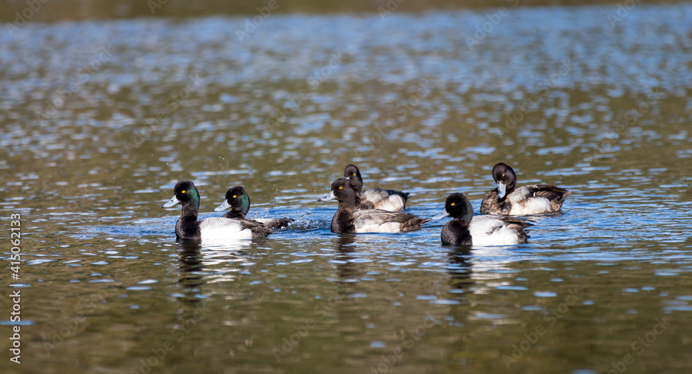 Male and female lesser scaup diving ducks Male and female lesser scaup diving ducks