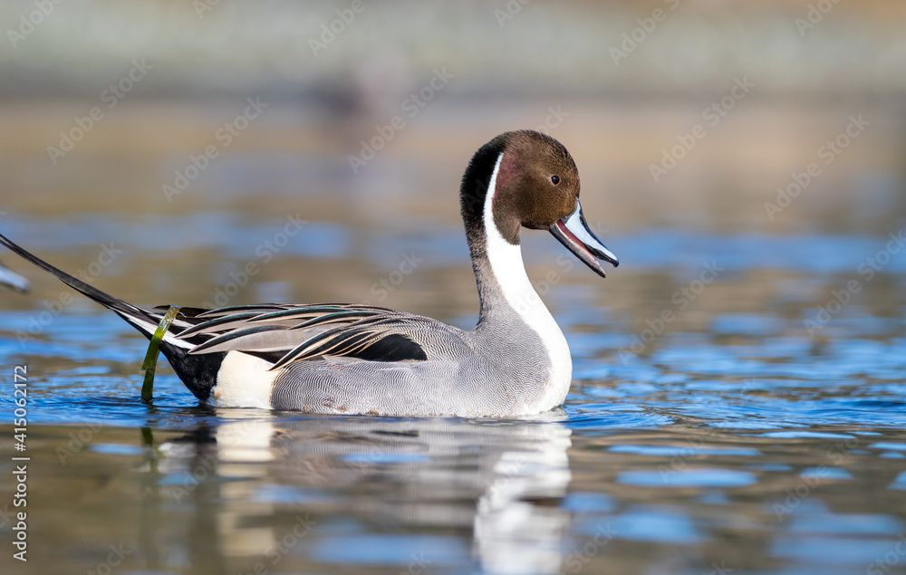 A male northern pintail duck A male northern pintail duck