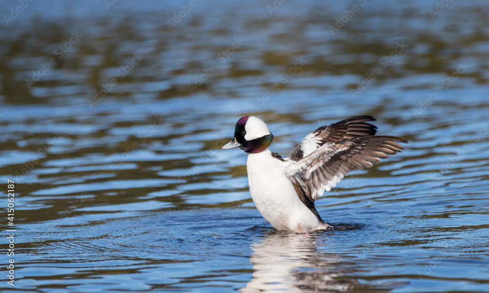 A male bufflehead diving duck A male bufflehead diving duck