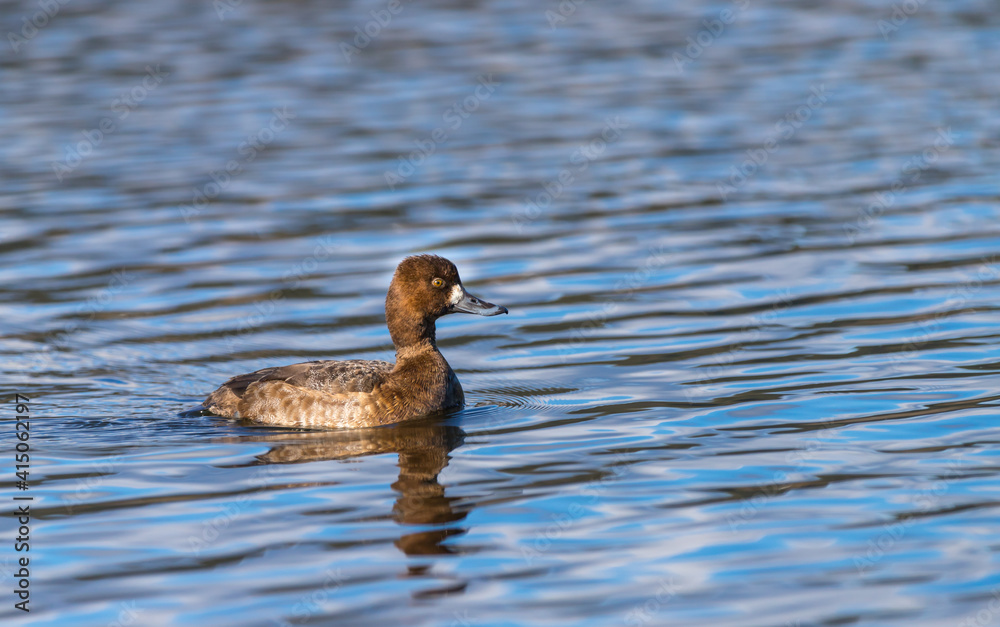 A female lesser scaup duck A female lesser scaup duck