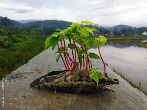 Photo of cottonwood plant seeds, the scientific name of cottonwood is Ceiba pentandra