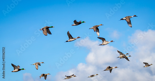 Fototapeta A flock of pintail and malard ducks  Anas acuta  and  Anas platyrhynchos  fly under a blue sky in Canada