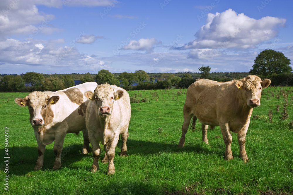 Ireland, County Roscommon. Cattle on farmland.