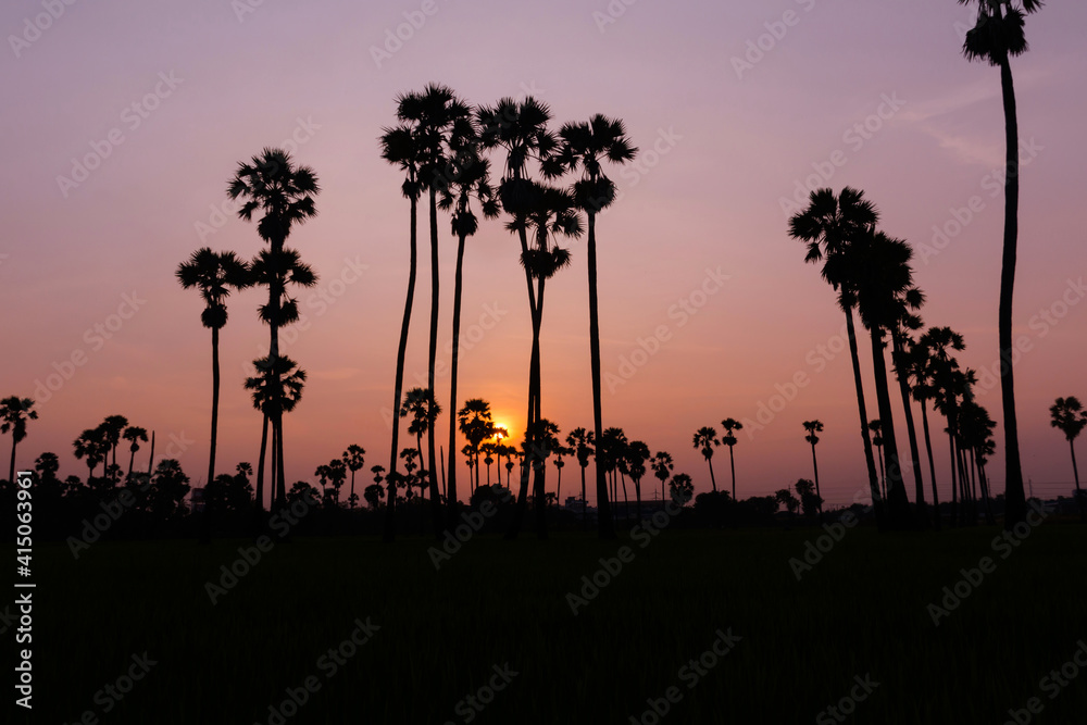 silhouette of the sugar palm trees with sunset in the background