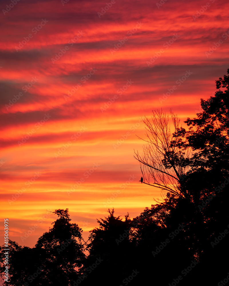 Sunset at Mallows Bay where the silhouette of a bird sits out on the branch of a tree. Sunset at Mallows Bay where the silhouette of a bird sits out on the branch of a tree.