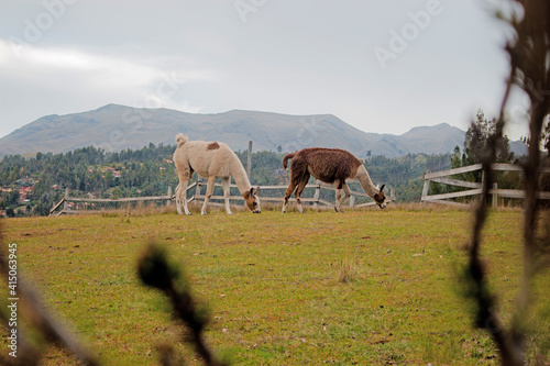 Llamas feeding in a mountain field Cusco Peru 