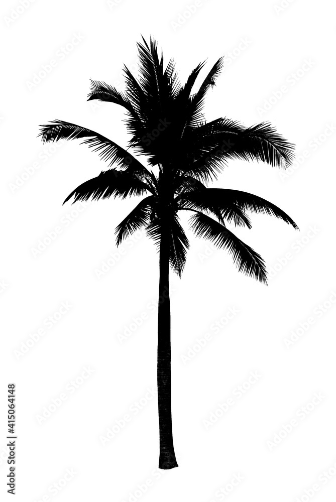 Obraz premium Palm tree in silhouette on white background for summer banner decoration 