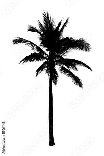 Palm tree in silhouette on white background for summer banner decoration  