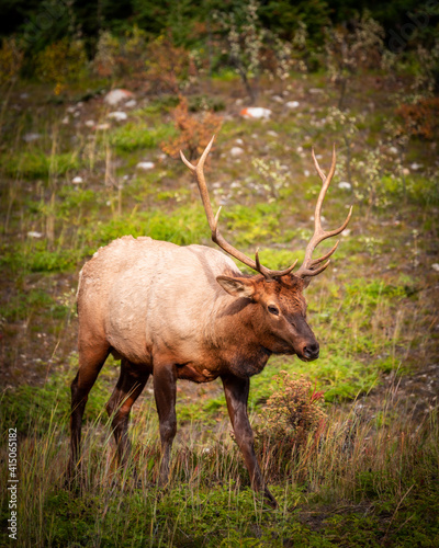 An elk, who I named Regor, grazing at the edge of a forest in Banff National Park in Alberta, Canada.