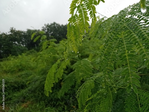 fern in the forest