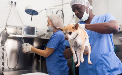 Smiling man veterinarian holding a small dog, working with woman assistant in a veterinary clinic photo