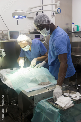 Two surgeons operating a dog in a veterinary hospital. High quality photo