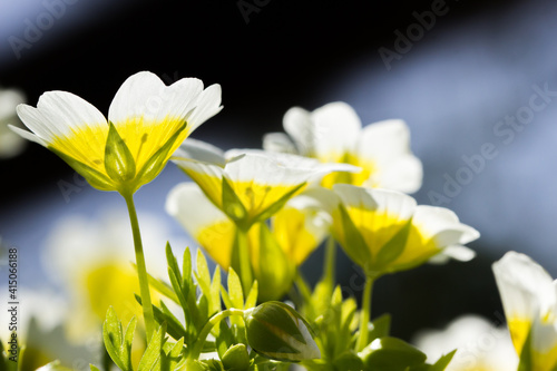 Yellow and white Douglas' meadowfoam,Limnanthes douglassii, a spring wildflower, glowing in the sun photo