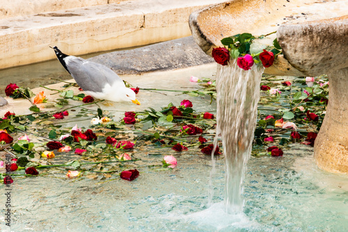 Italy, Rome. Fontana della Barcaccia, by Pietro Bernini (1627-1629). Rose petals floating on water, seagull in fountain. photo