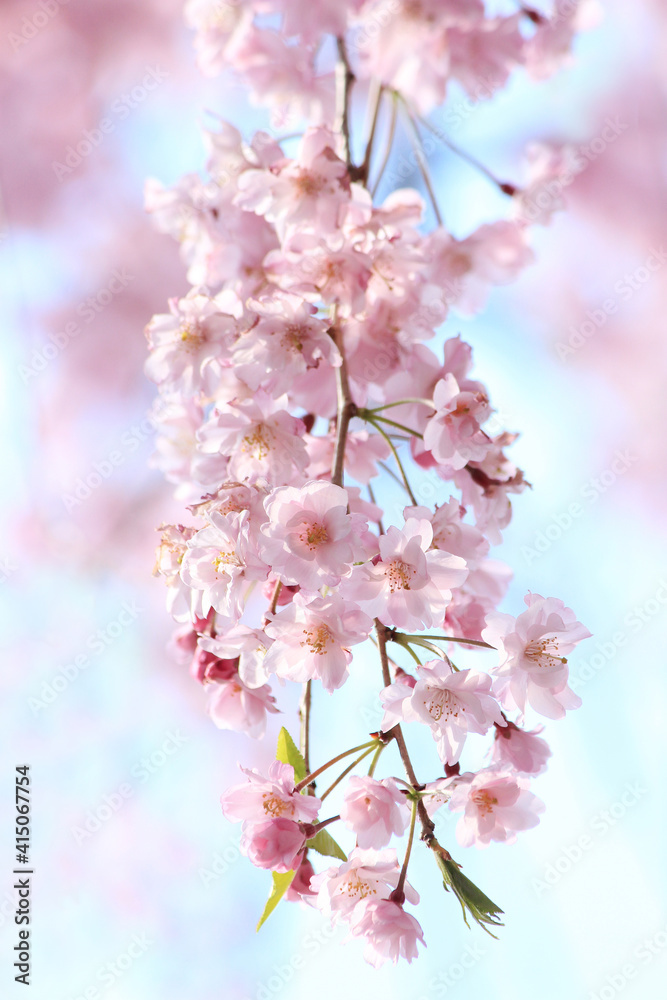 Obraz premium 桜 ヤエベニシダレ