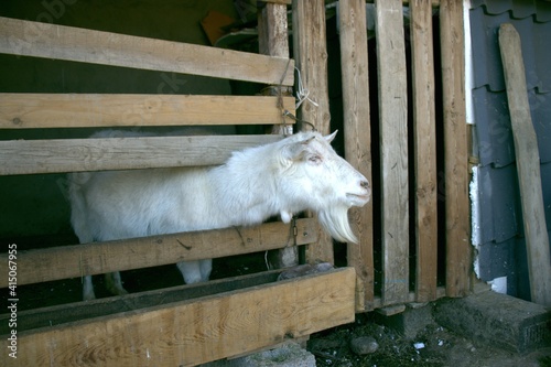 white goat on the farm