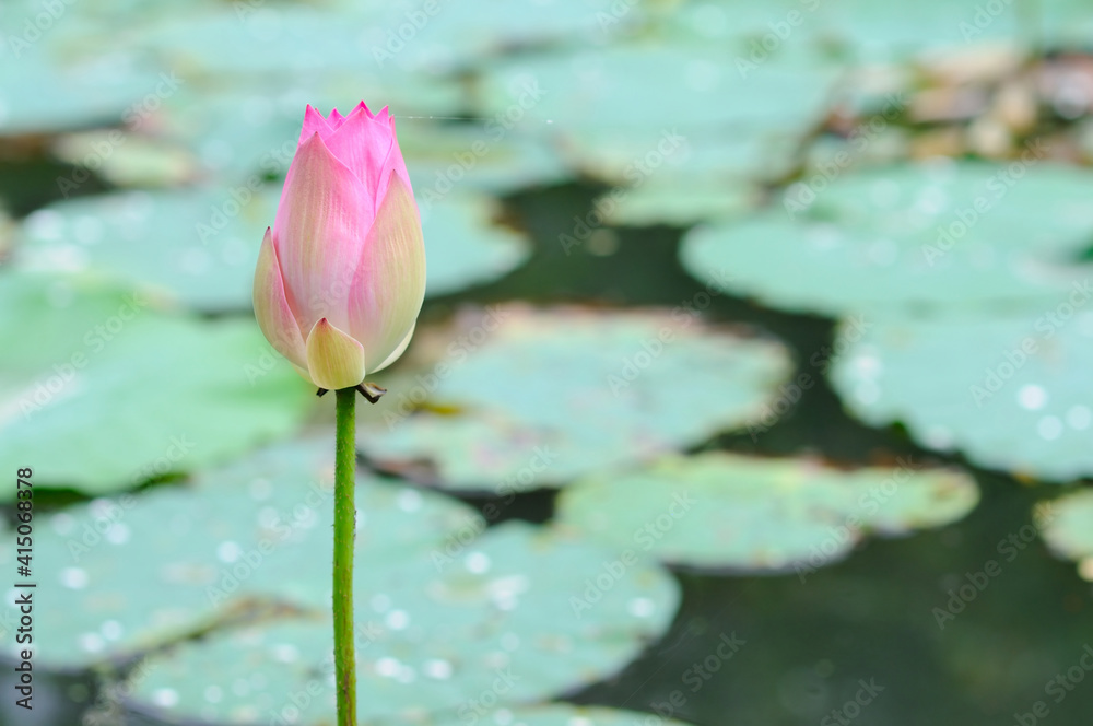 Fototapeta premium Beautiful Pink Lotus Bud