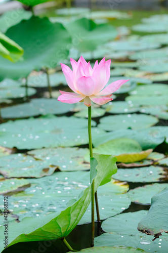 Beautiful Big Pink Lotus