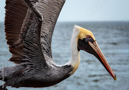 pelican flying at the beach photo