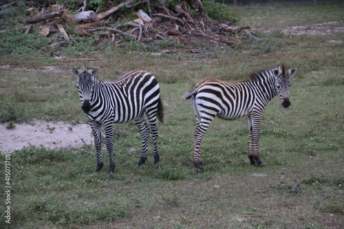 zebra in the wild