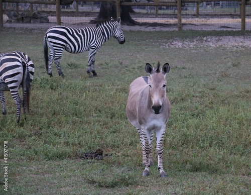 zebra grazing in the grass