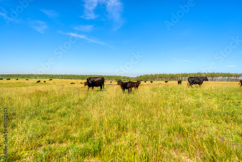 Black Angus cows graze on a green grass field.