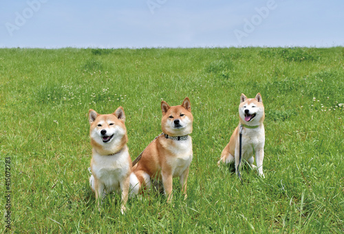 柴犬・多頭・青空