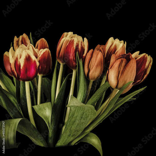 fresh tulps in vintage look  photo
