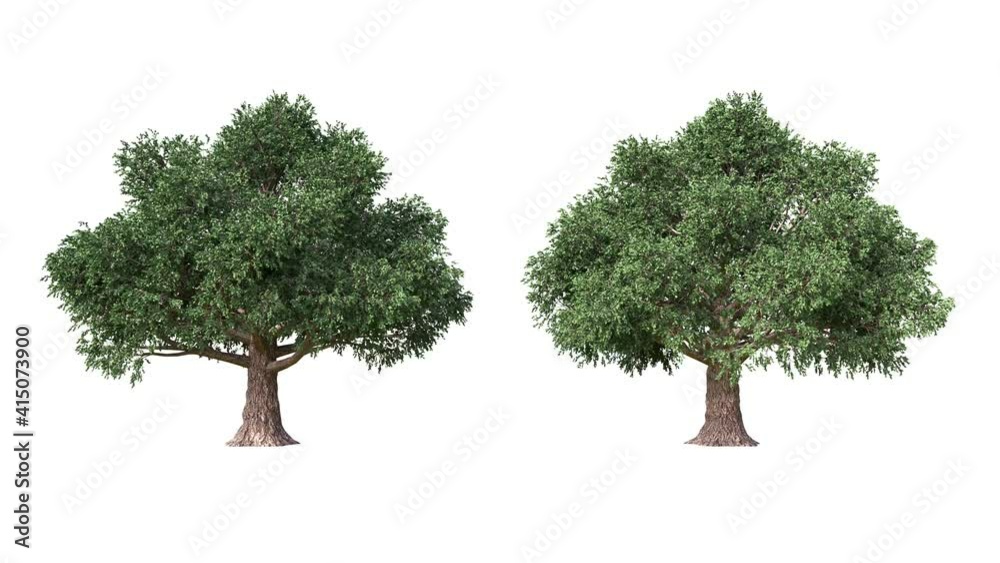 Beech tree moving in the wind on white background with alpha matte.3D realistic tree isolated with alpha channel to be used for architecture visualization or motion graphics or any other video.