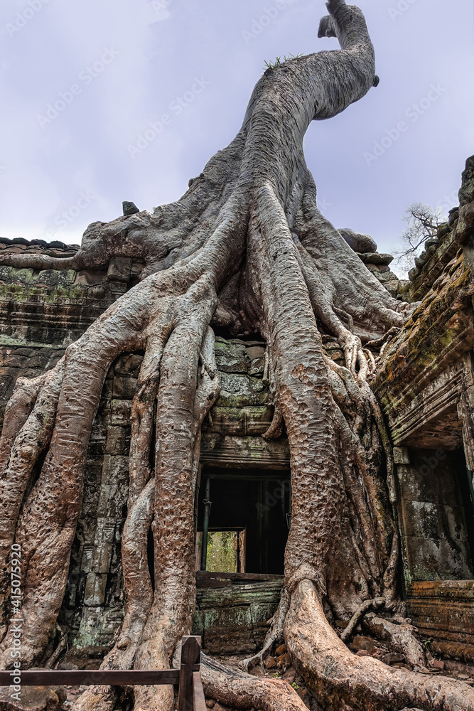 The famous Ta Prohm Temple in Cambodia. Giant tree roots twine around the roof and walls of the dilapidated building. Weathered stones have preserved ornaments and carvings. Empty window openings.
