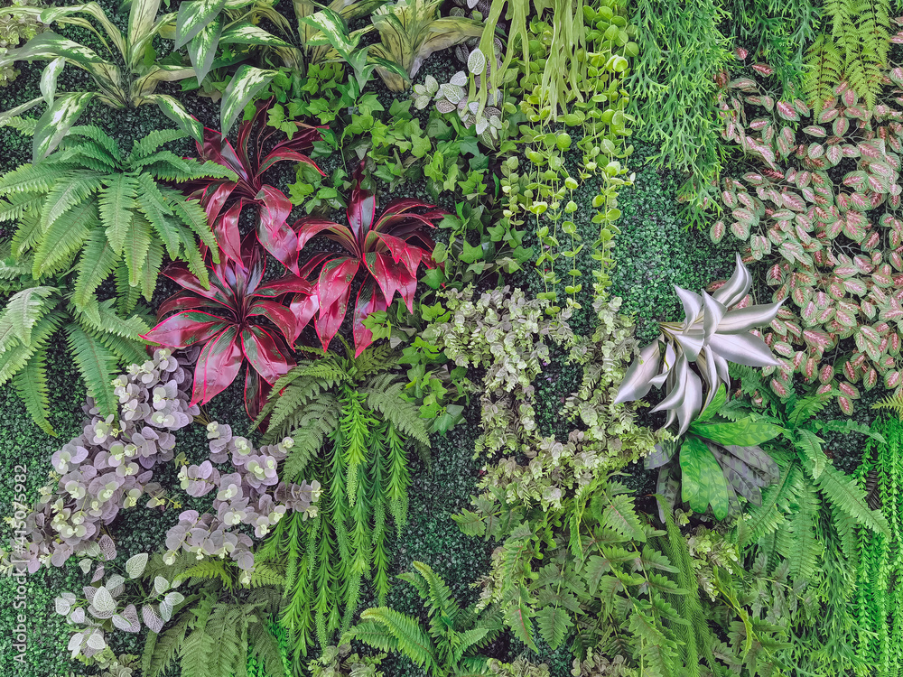 Fototapeta Many beautiful artificial green plant decoration on the wall and make it look fresh and beautiful. Decorate the garden with fake plants on the wall of the house for nature background. Selective focus.