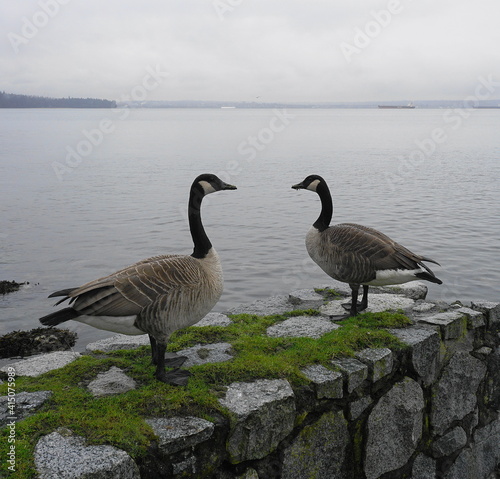 canadian geese on the beach