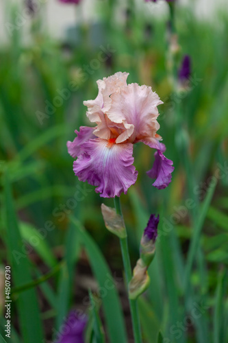 Beautiful iris flowers grow in the garden.