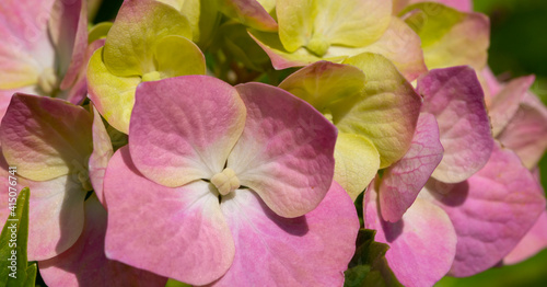 Beautiful floral background.
