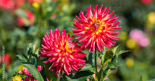 Beautiful red dahlia flowers in the garden on green leaves background.