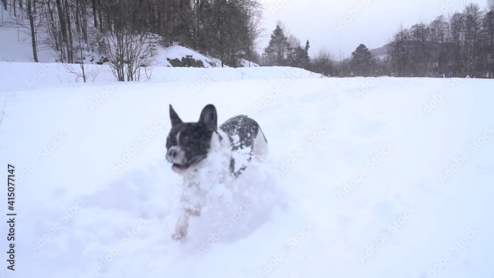 French bulldog running in snow (120fps slowed down to 24fps)
Puppy running in snow French bulldog running in snow (120fps slowed down to 24fps)
Puppy running in snow