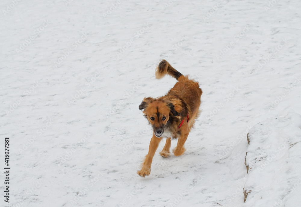The dog runs and frolics in the snow.