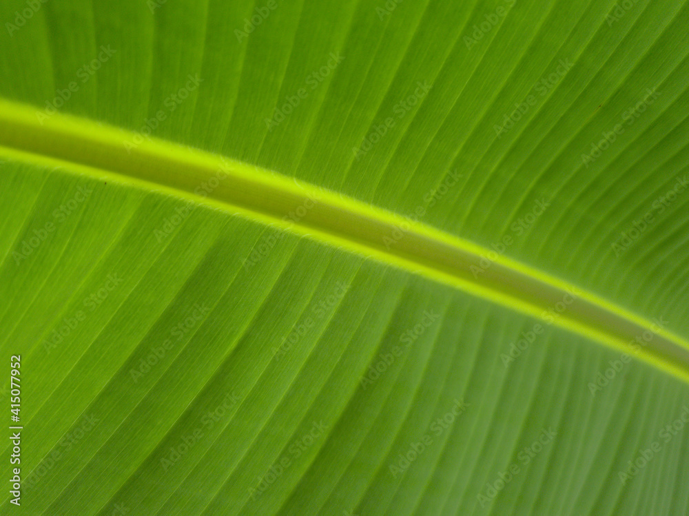 Close-up Banana Tree Wallpaper Hd 4K Close-up Banana Tree Wallpaper Hd 4K