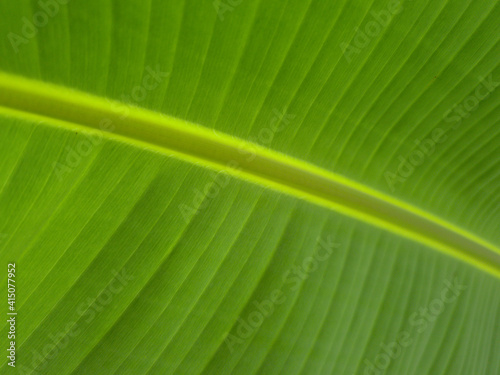 Close-up Banana Tree Wallpaper Hd 4K