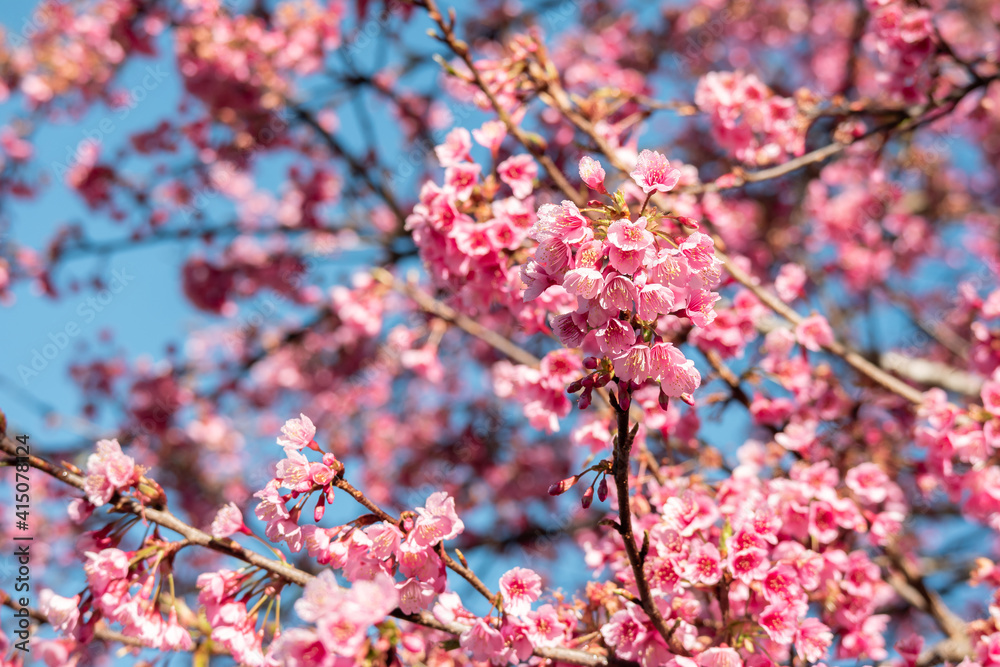 Pink sakura flower, Cherry blossom, Himalayan cherry blossom closeup background in Thailand. Pink sakura flower, Cherry blossom, Himalayan cherry blossom closeup background in Thailand.