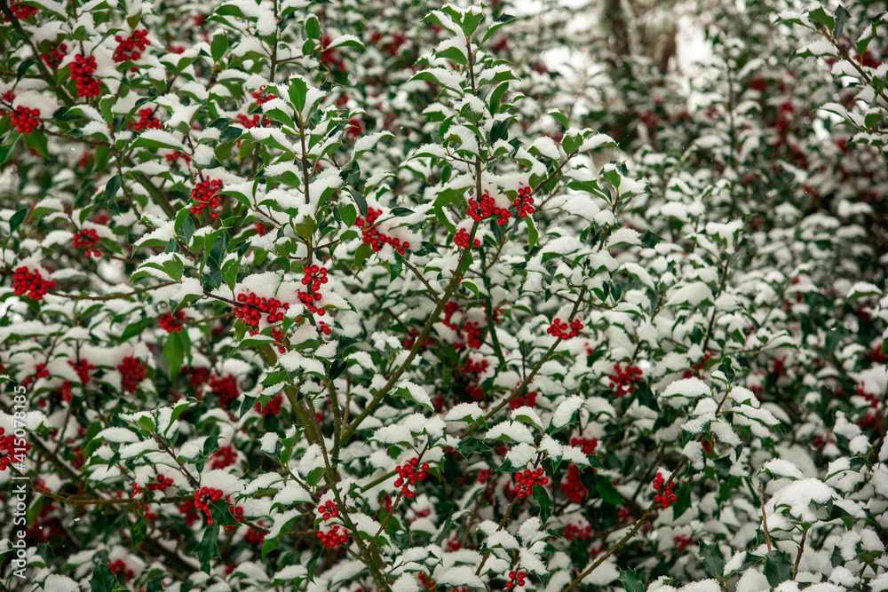 Holly Trees