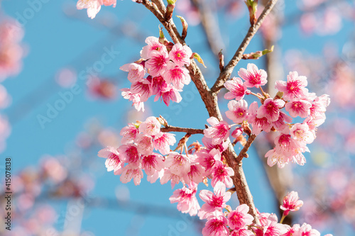 Pink sakura flower, Cherry blossom, Himalayan cherry blossom closeup background in Thailand.