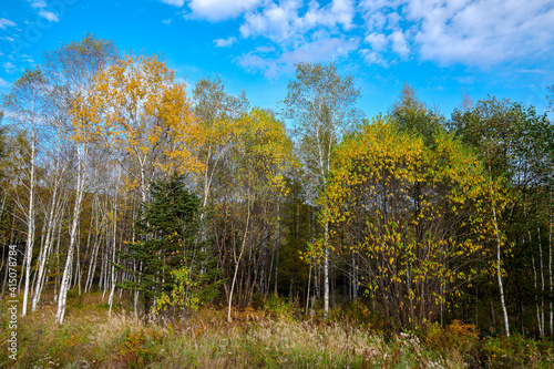 The autumn silver birch forests landscape.